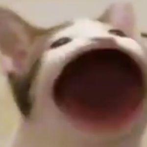 Meet your Posher, Vicky